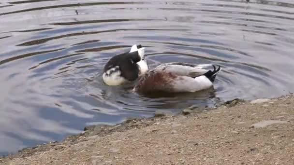 Two Ducks Swimming Plunging Water Medium Close View — Stock Video