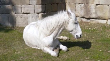 Huzurlu beyaz bir at, arka planda yıpranmış antik bir şehir duvarıyla güneşli çimlerin üzerinde uzanır..