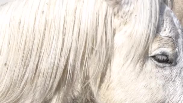 Een Serene Close Van Een Wit Paardengezicht Met Zijn Vloeiende — Stockvideo