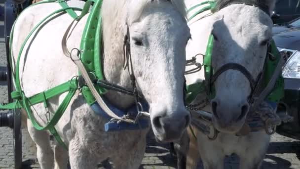 Dwa Białe Konie Zaprzęgnięte Turystycznego Krzesła Wycieczkowego Cierpliwie Stojące Słonecznej — Wideo stockowe