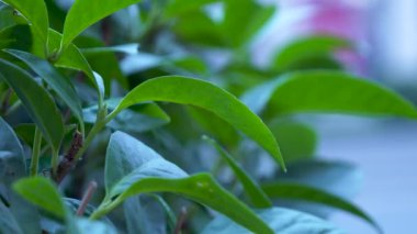 Bulanık hareket halindeki arabaların arka planında yemyeşil yapraklar var..