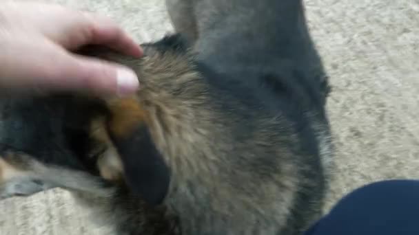 Människan Smeker Herrelös Hund Med Öronmärke Parken Närbild Första Person — Stockvideo