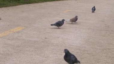 Bir grup güvercin kanat çırpıyor ve halka açık bir parkta beton kaldırımda geziniyor..