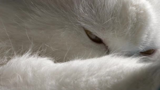 居心地の良いポーズに巻き込まれた白い猫は ゆっくりと目を閉じ 4Kクローズアップショット — ストック動画