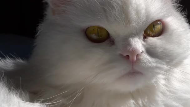 白いふわふわの猫の閉じた肖像画 深い黄金の目 太陽の光を楽しんで 4Kの遅い動きの映像 — ストック動画