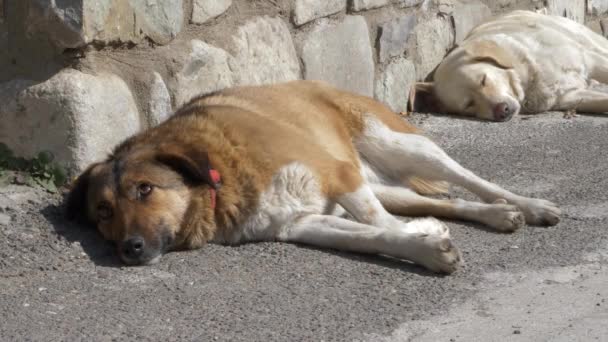 Sokak Köpekleri Eski Bir Şehir Duvarının Yanında Güneşlenip Güneşleniyorlar — Stok video