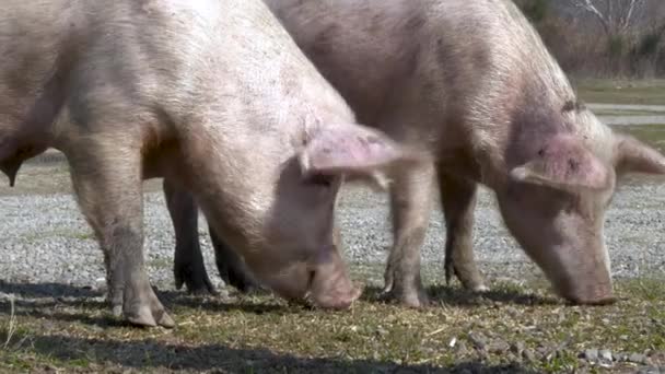 Две Свиньи Пасутся Бок Бок Яркий День Морды Закопаны Траве — стоковое видео