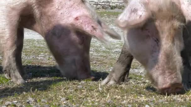 Dos Cerdos Pastan Uno Lado Del Otro Día Brillante Hocicos — Vídeos de Stock