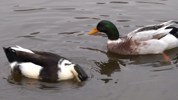 Zwei Enten Schwimmen Und Tauchen Wasser Nahaufnahme Zeitlupe — Stockvideo