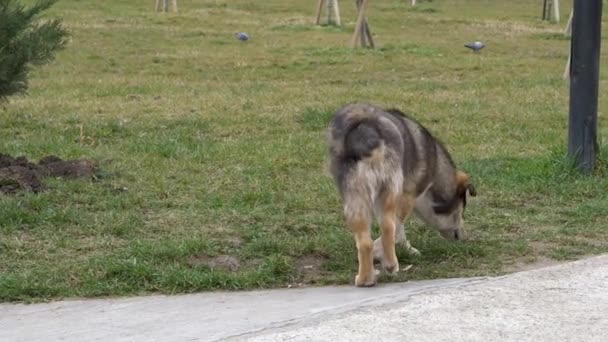 Квадратний Вуличний Собака Гуляє Зеленій Траві Парку — стокове відео