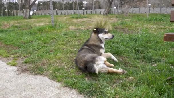 ストリートドッグは公園の緑の草の牧草地でリラックスしながら尾を掻いています — ストック動画