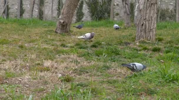 Bir Grup Güvercin Otların Üzerinde Geziniyor Dingin Ağaçların Arasında — Stok video