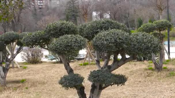 Обрізані Декоративні Дерева Витонченими Формами Міському Парку Сухою Осінньою Травою — стокове відео