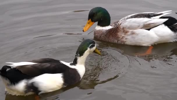 两只鸭子在水里游泳和跳水 慢动作的特写镜头 — 图库视频影像