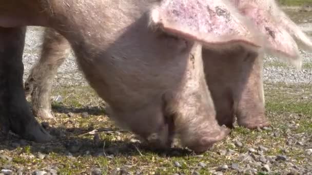 Dua Babi Merumput Berdampingan Pada Hari Yang Cerah Moncong Terkubur — Stok Video