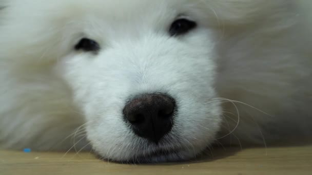 一只白色的萨摩亚小狗闭上了它的眼睛 试图入睡 特写特写镜头 — 图库视频影像