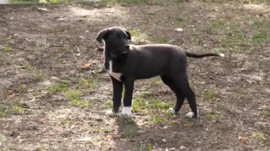 Yalnız siyah bir sokak köpeği halka açık bir parkta dolaşır ve kuyruğunu sallarken merakla etrafına bakar..