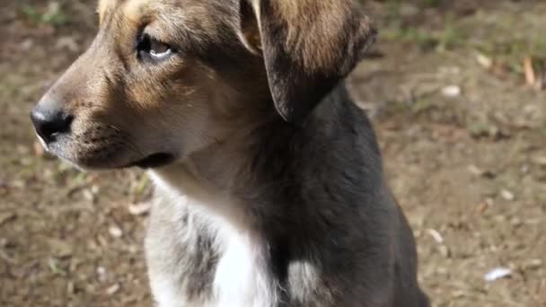 Cachorro Marrón Detallado Primer Plano Retrato Disparo Sobre Fondo Natural — Vídeos de Stock