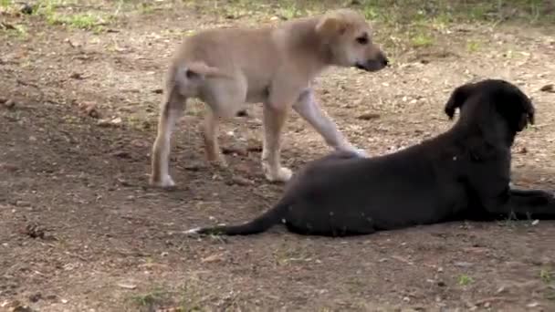 Cachorros Callejeros Descansando Bosque Sombreado Atardecer — Vídeos de Stock