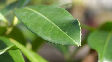 Güneş ışığıyla aydınlatılan yeşil yaprak yüzey dokusunun detaylı bir görüntüsü.