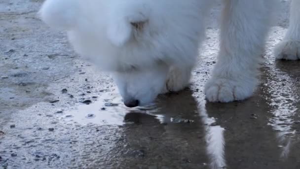 Λευκό Samoyed Κουτάβι Γύρους Μέχρι Νερό Από Μια Επιφάνεια Σκυροδέματος — Αρχείο Βίντεο