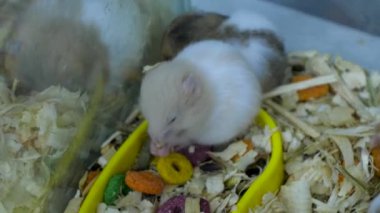 Şirin hamsterlar rahat plastik bir muhafazada yemek yiyorlar, yüksek açılı çekim..