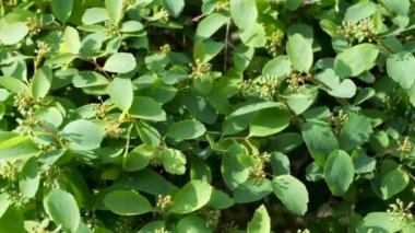 Baharda yaprakları olan taze yeşil çalıların yakın görüntüsü.