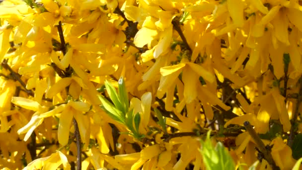 Close View Fresh Bush Yellow Leaves Springtime — Stock Video