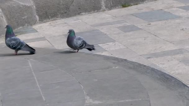 Two Pigeons Displaying Flirtatious Behavior Courtship Rituals Outdoors — Video Stock