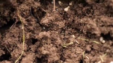 Karınca yuvasının detaylı bir görüntüsü. Gündüzleri karıncaları ve onların topraktaki faaliyetlerini gösteriyor..