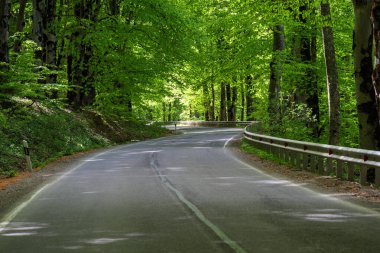 Kıvrımlı bir yol, yoğun, yemyeşil bir ormanın içinden geçer. Güneş ışığı tepe örtüsünü süzerek baharda sakin ve huzurlu bir atmosfer yaratır..