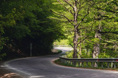 A winding road curves gracefully through a lush, sunlit forest with tall trees casting shadows on the pavement.
