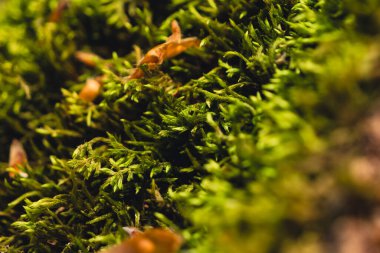 Canlı yeşil yosunların yakın çekim görüntüsü makro dokusunu ve doğal orman ışığı açısından zengin rengini gözler önüne seriyor..
