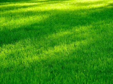 Parlak yeşil bir çimen parktaki güneş ışığıyla aydınlanır, ince gölgeler bırakır ve barışçıl bir ortam yaratır..