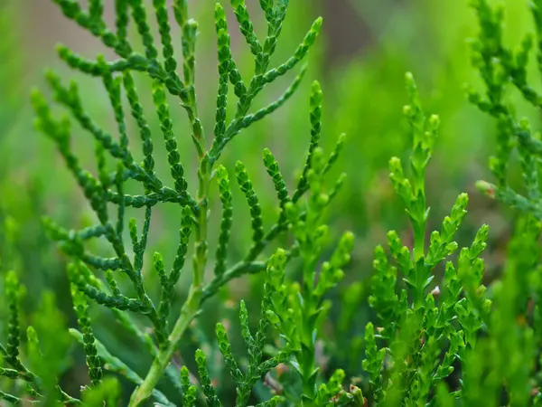 Makro, bir bahar bahçesindeki bir thuja çalısının detaylı dokusunu ve canlı yeşil rengini vurguluyor..