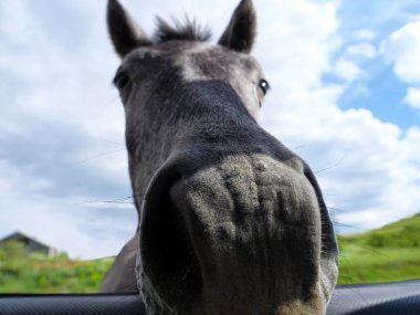 Meraklı bir atın burnunun yakın çekimi, neşeli bir ifadeyle arabanın camına bakıyor. At gözleri ilgi ile geniştir, ve arabanın kokusunu aldıkça burun delikleri de şişer..