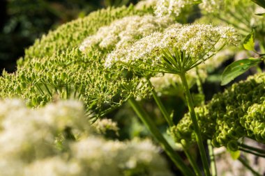 Beyaz kır çiçekleri ve yeşil tohum başları olan yaban otları, yakın görüş.