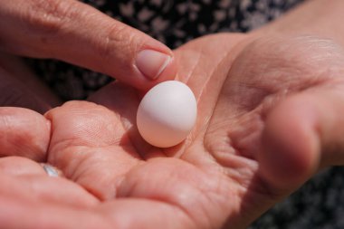 A womans hand gently holds a small parrot egg in bright daylight outdoors. clipart