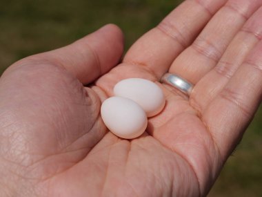 Doğal ortamda iki narin beyaz yumurtayı tutan bir elin yakın çekimi..