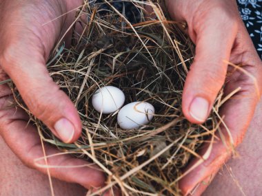 Bir kadın iki beyaz yumurta içeren küçük bir kuş yuvası tutuyor. Doğa ve yetiştirme arasındaki dingin bağlantıyı yakaladığı an.