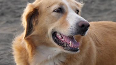 Golden Retriever sahilde güneşli bir günün tadını çıkarıyor..