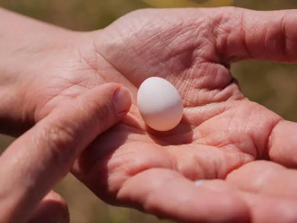 stock image A hand holding a birds small white egg in bright daylight outdoors.