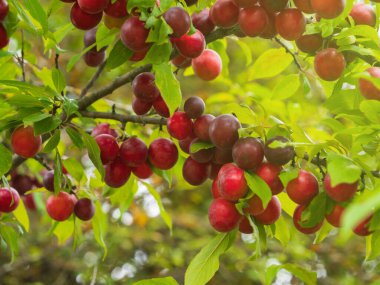 Olgun kiraz erikleriyle dolu dallar sıcak güneş ışığı altında parlıyor, cömert bir hasat toplanmaya hazır..