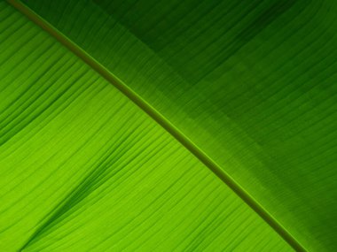 Bir palmiye yaprağının detaylı yüzeyi karmaşık dokular ve canlı yeşil renkler göstererek tropikal bitki örtüsünde bulunan doğal güzelliği ve eşsiz desenleri vurgular..
