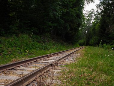 Demiryolu rayları, uzun ağaçlar ve canlı yeşilliklerle çevrili olan mesafeye kadar uzanıyor. Kır çiçekleri kenarlarda çiçek açarak yumuşak güneş ışığı altında huzurlu bir atmosfer yaratırlar..