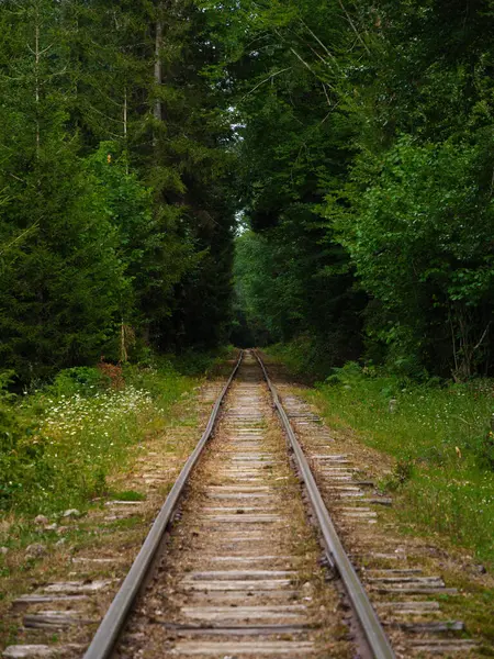 stock image Quiet railway tracks tretch into the distance through lush green forest on a serene day.