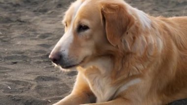 Golden Retriever sahilde güneşli bir günün tadını çıkarıyor..