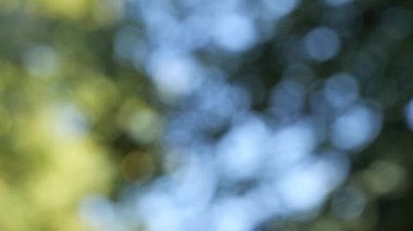 Orman bokeh etkisi, canlı gökyüzü ve yemyeşil ağaçlar..