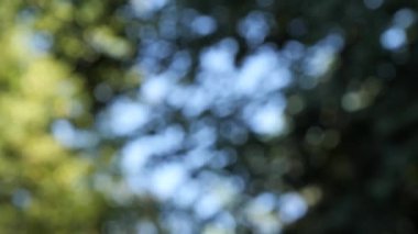 Orman yeşilliği ve çarpıcı Bokeh efektleriyle mavi gökyüzü.