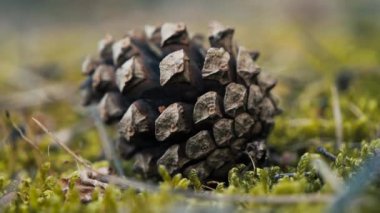 Canlı orman yosunlarının üzerinde yatan çam kozalağına ayrıntılı bir bakış. Sonbahar boyunca orman zemininde dinlenen çam kozalağının yakın görüntüsü.